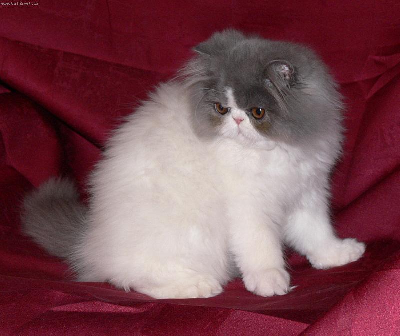 Foto: Kocour Garf-www.monarcha.cz