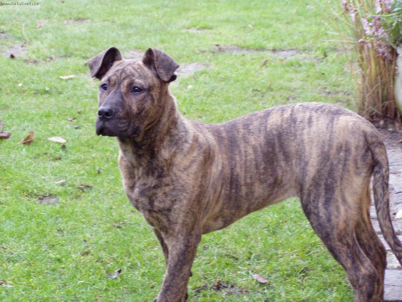 Foto: B�ra 5 m�s�c� 34kg