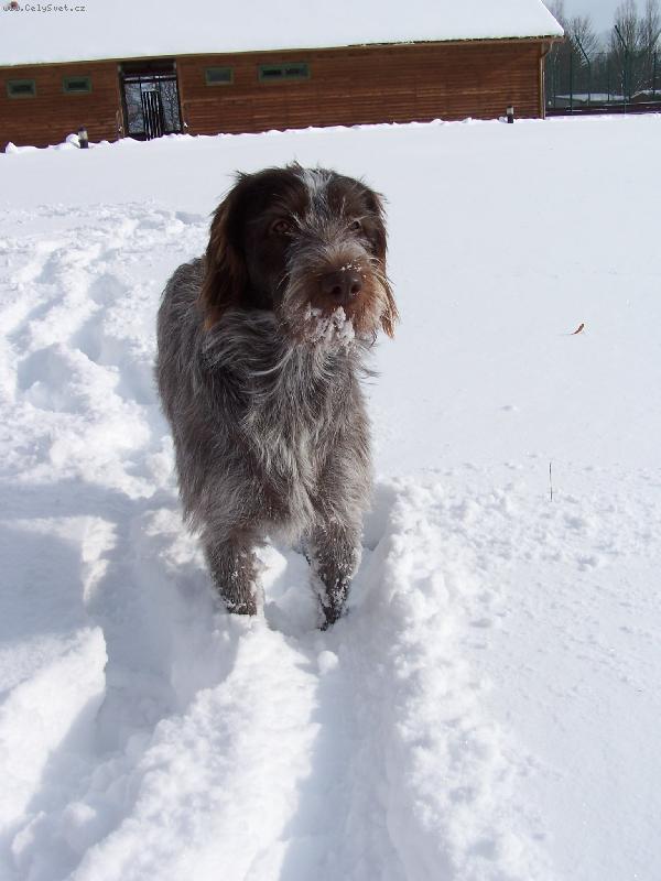 Foto: Gina od Dubov�ho Dvora