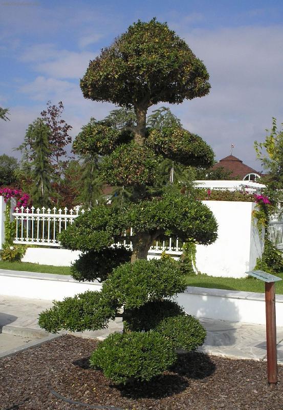 Foto: Kyti�ky-Horizont-Olomouc