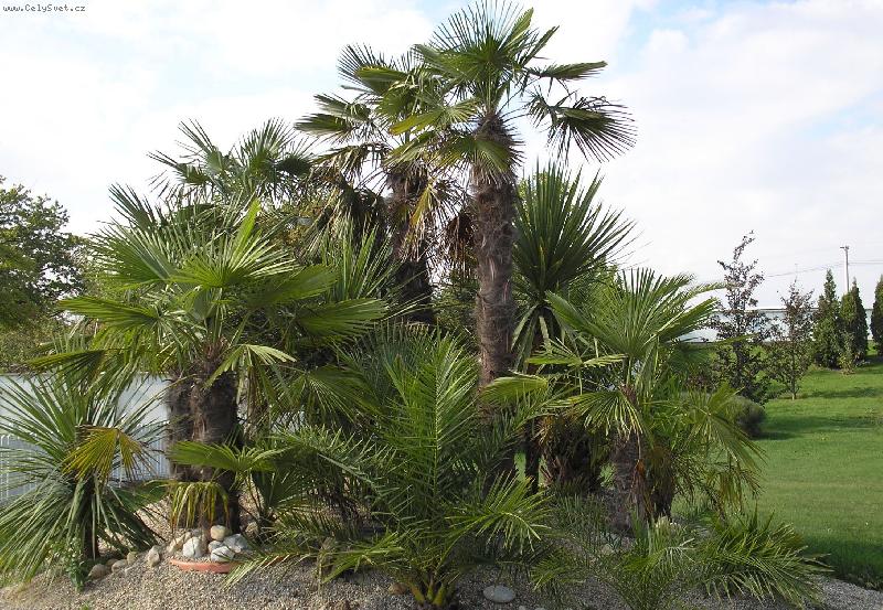 Foto: Kyti�ky-Horizont-Olomouc