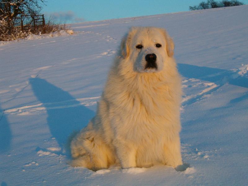 Foto: Baron z Borov�ho Hr�dku