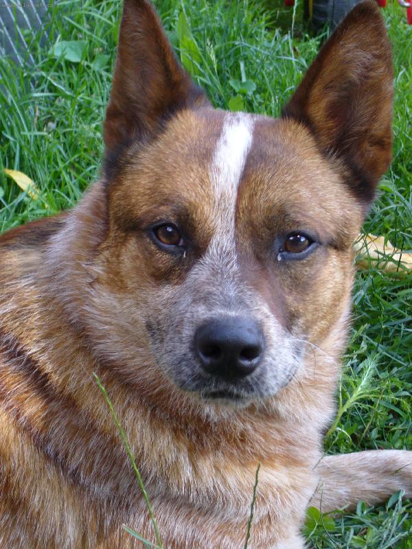 Foto: ACD-J� um�m b�t i zl�!