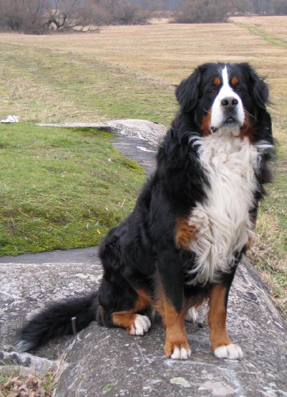 Foto: Azor from Billabongfarm-www.azor.euweb.cz