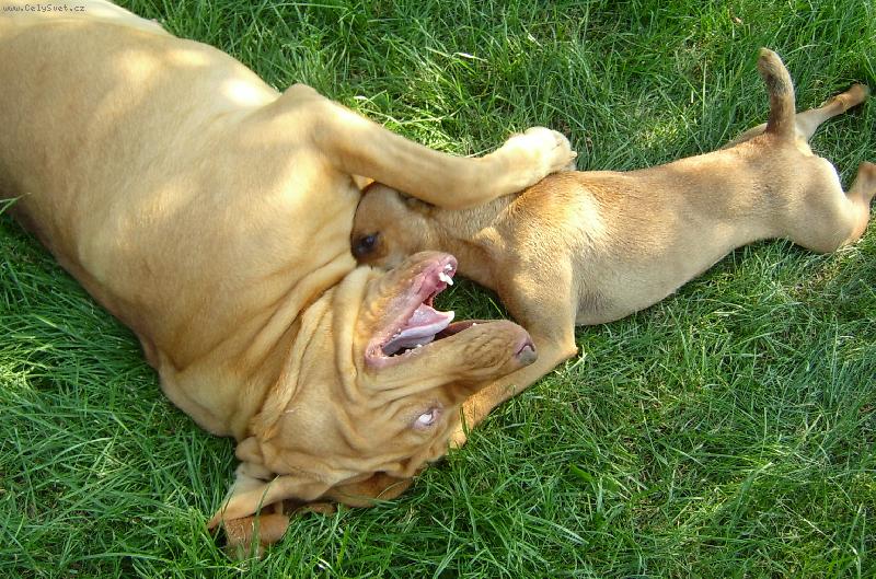 Foto: ISEB CS-Yvett a Iris - vypad� to, �e mn� mal� Iris chce zakousnout