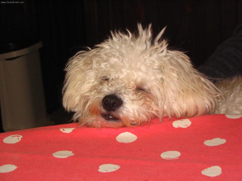 Foto: SISI-Aj m�a zmohla chripka...