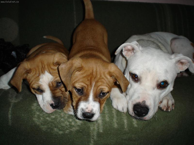 Foto: ��e�ata-Perl�ci