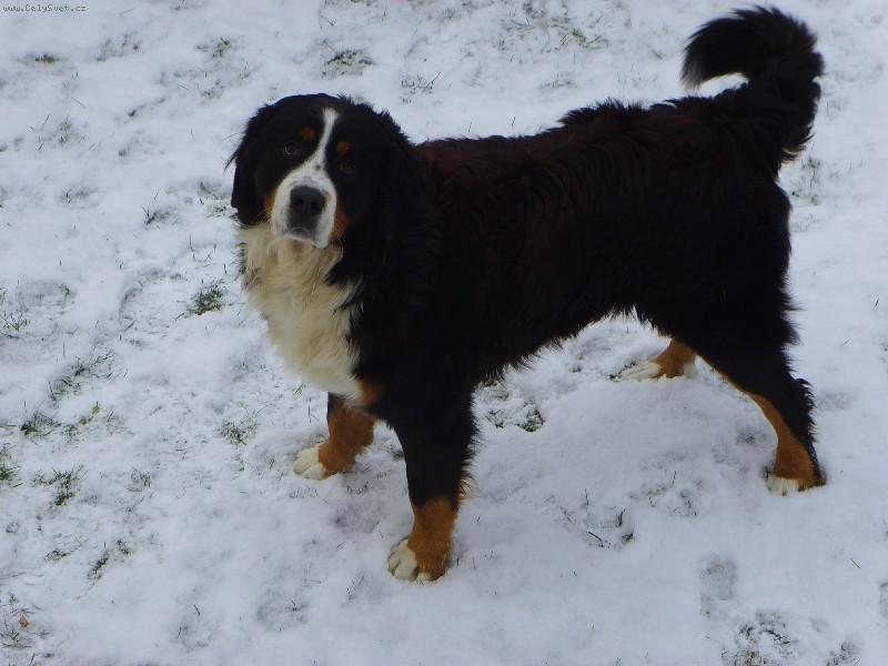 Foto: Berny-kone�ne sneh...