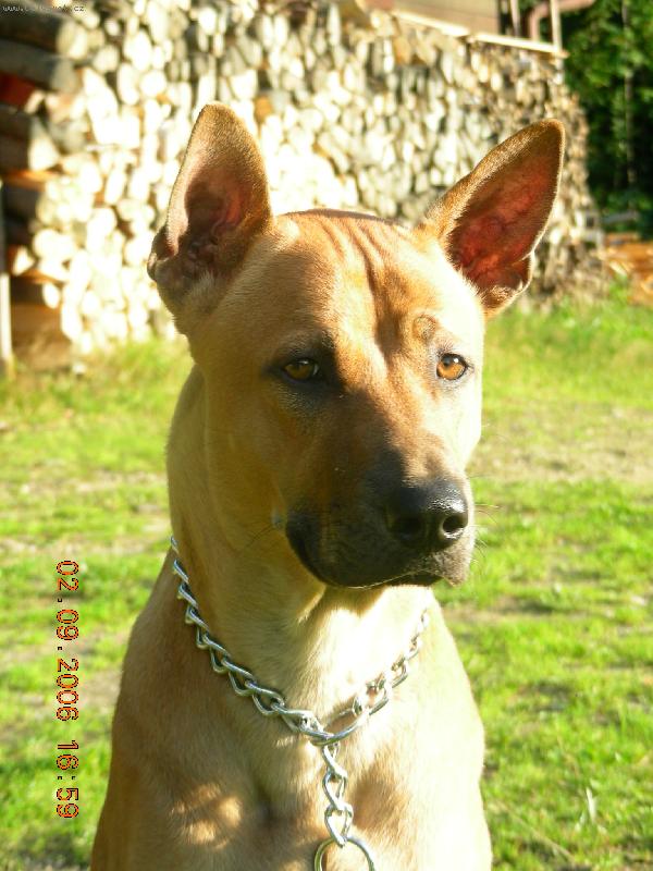 Foto: Thajsk� Ridgeback-Bruce