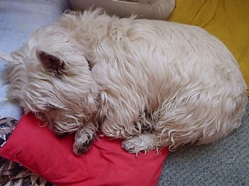 Foto: Bad spink�-p���t...nebudit