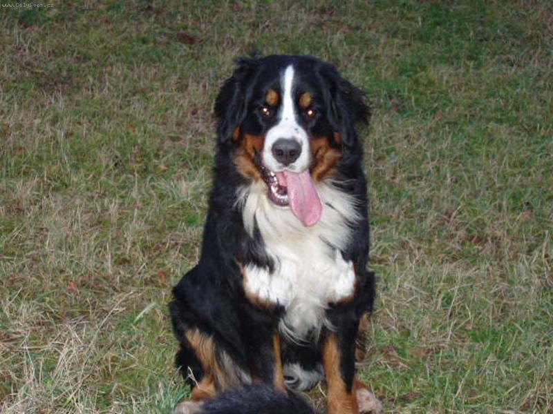 Foto: Elen ze Stam��ic