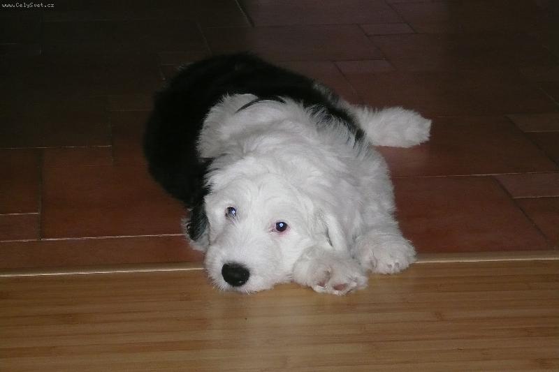 Foto: �t�n� bobtaila-�t�n� bobtaila