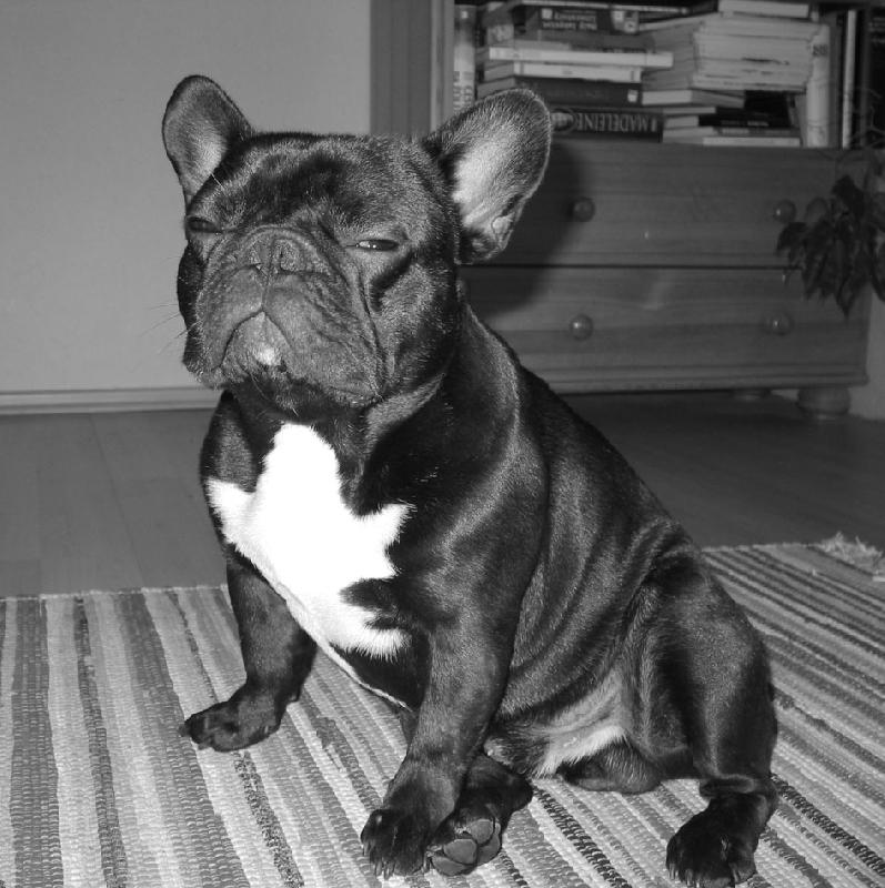 Foto: ambasader-1 rok