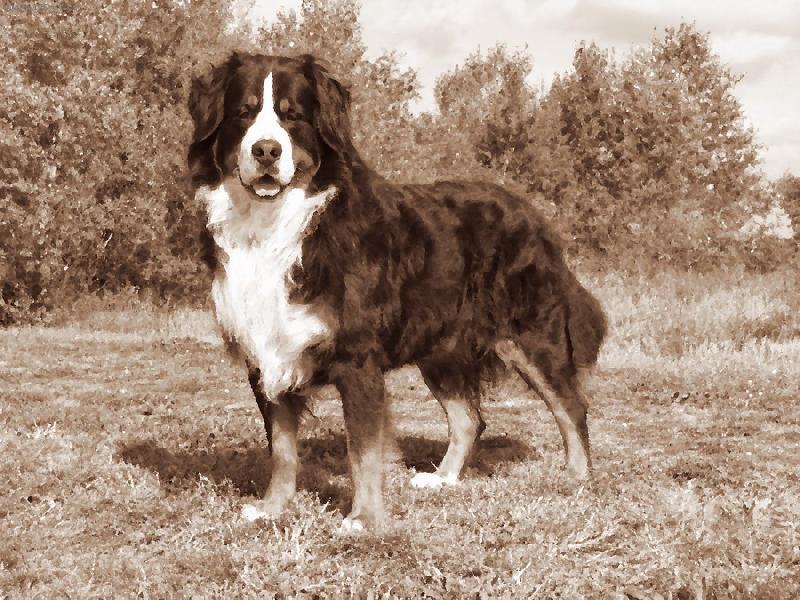 Foto: Azor from Billabongfarm-www.azor.euweb.cz