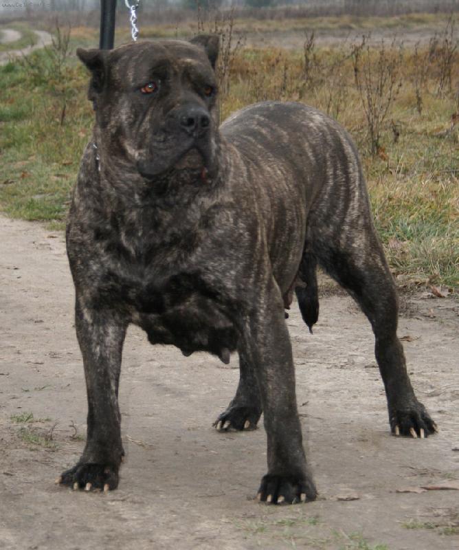 Foto: DIVA Tajemnica Mistrza