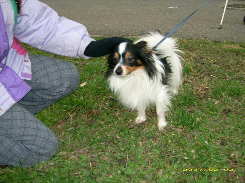 Foto: papillon Benji-papillon