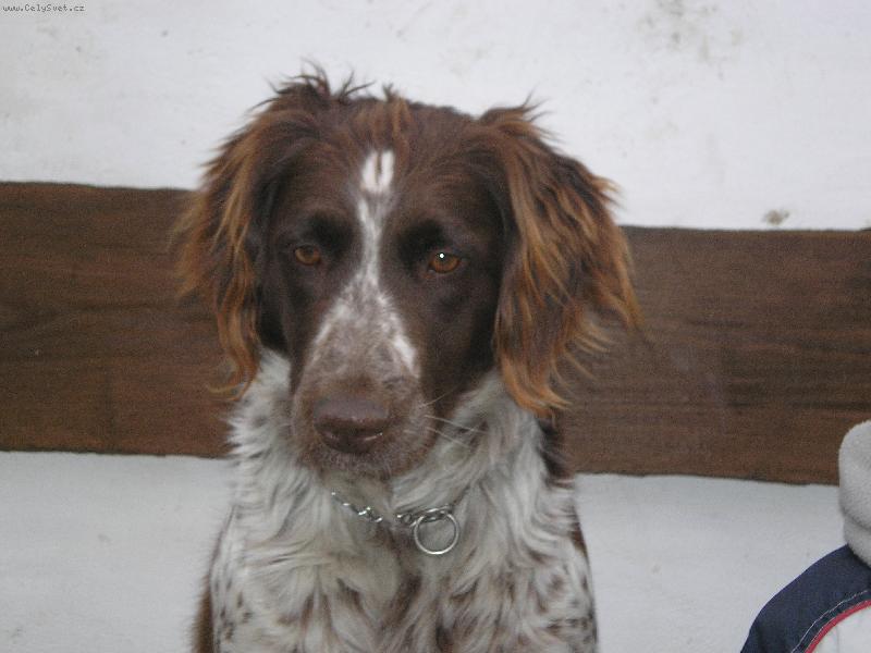 Foto: Arka z lou�sk� paseky