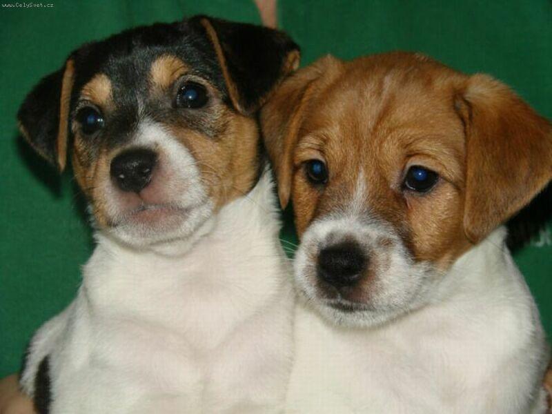 Foto: Jack Russell Teri�r-Jsme je�t� mal� a �ivot m�me p�ed sebou....