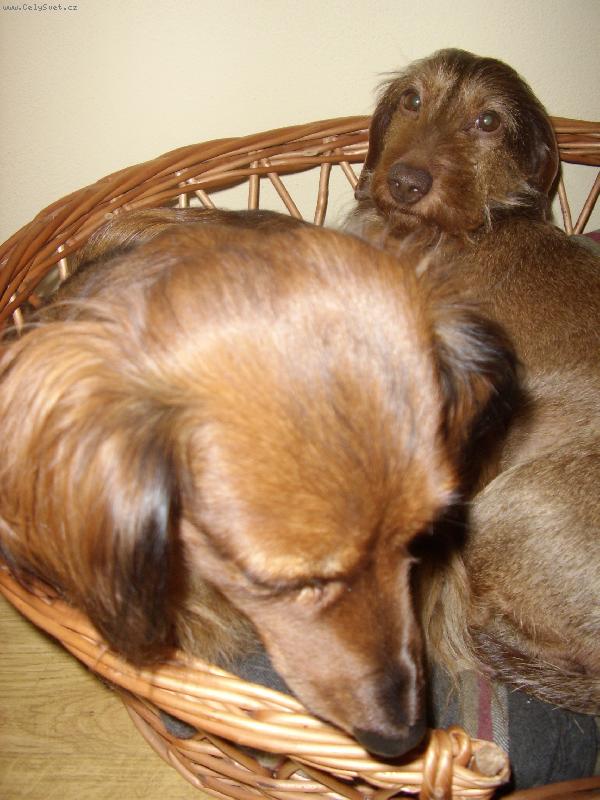 Foto: na�e holky-dv� jezev�ice v jednom pelechu!