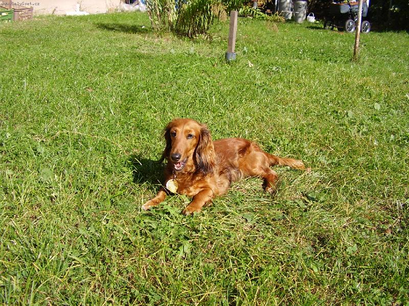 Foto: Jezev��k-jezev�ice Sabinka