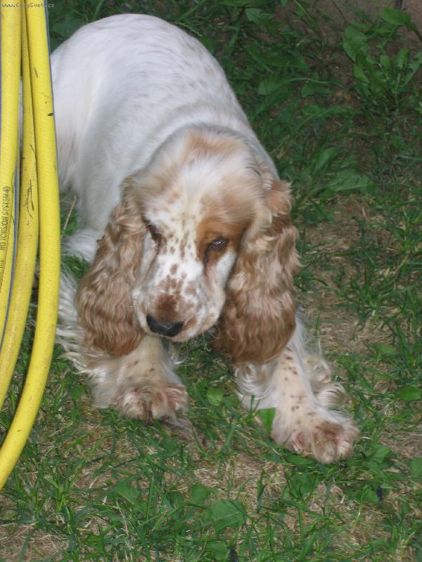 Foto: Qwessy-� Krist�na Jir�skov�