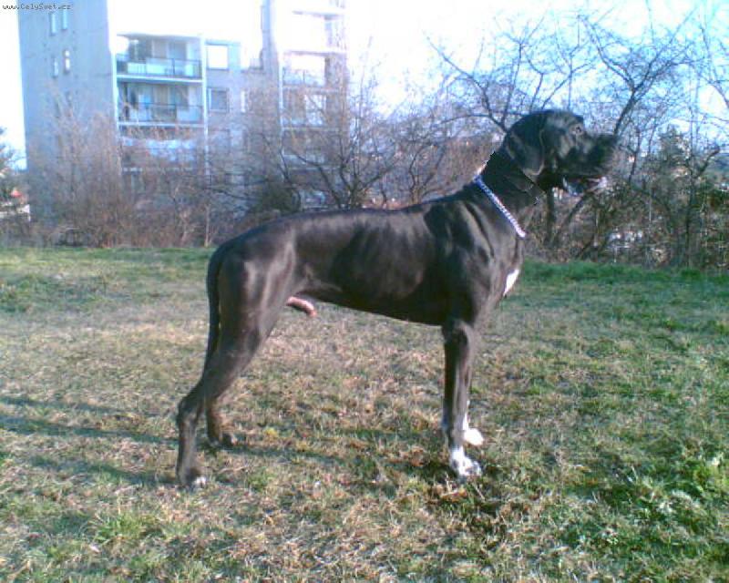 Foto: Dante �esk� Sirius