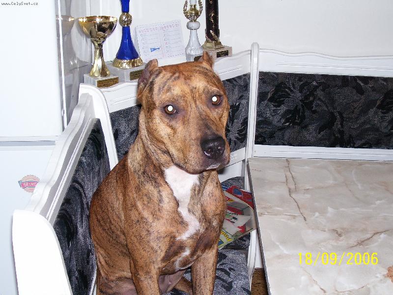 Foto: pitbull best dog