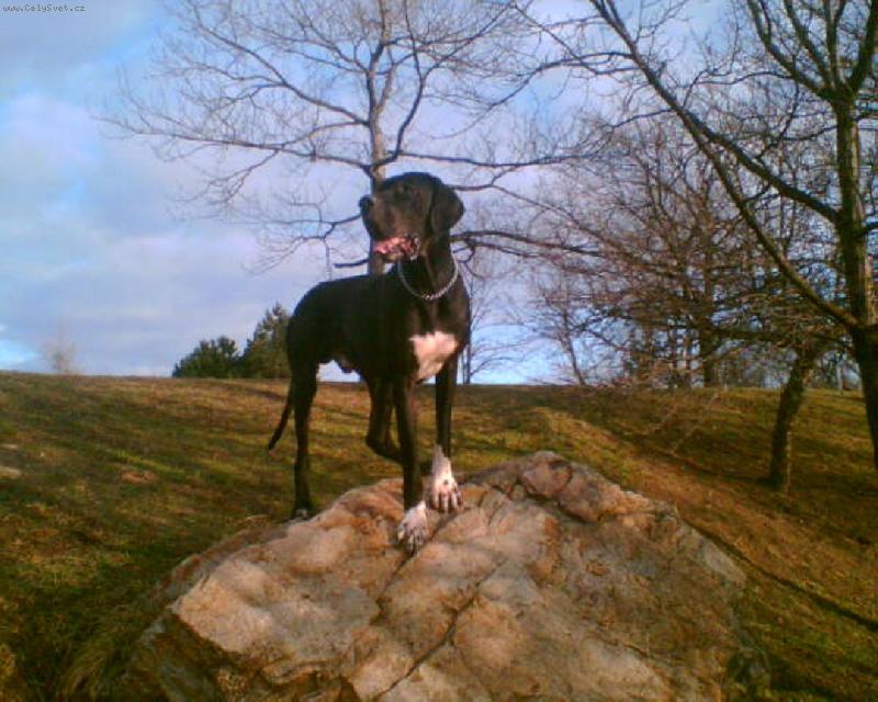 Foto: Dante �esk� Sirius