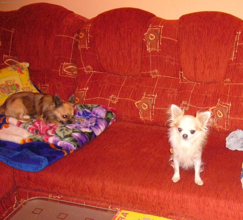 Foto: �ip��ek a Vil�k