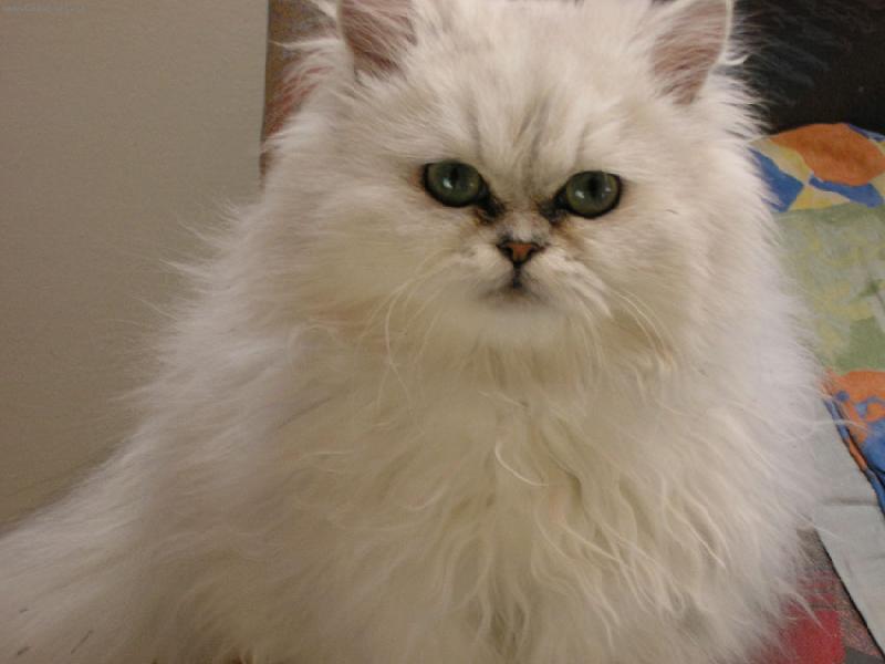 Foto: Kuku-Mal� kuku