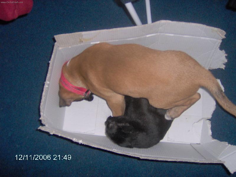 Foto: Smokey-Pejsek a ko�i�ka