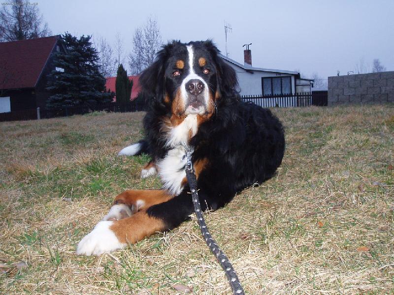 Foto: Amadeus-V�echno zn�m, v�echno v�m...