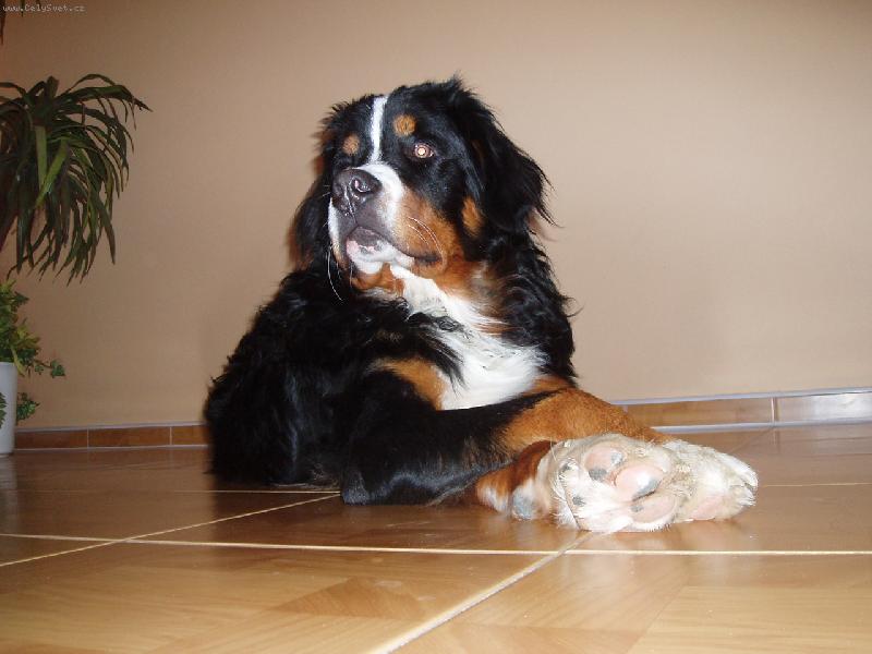 Foto: Amadeus-prost� takov� pohodi�ka....