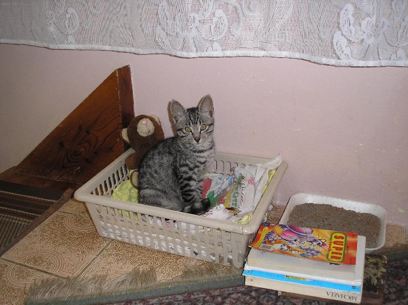 Foto: Ko�ka v pozoru-Ko�i�ka