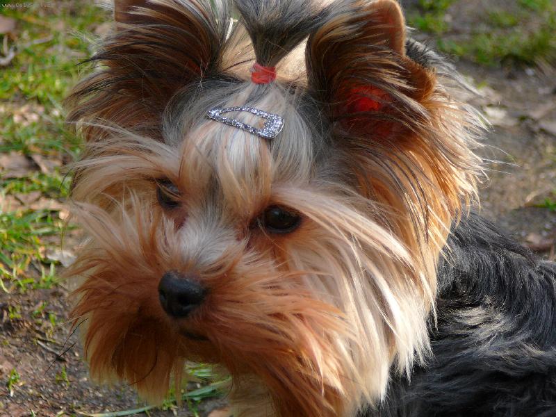 Foto: Nellinka-Nellinka na proch�zce 9\\.3\\.07