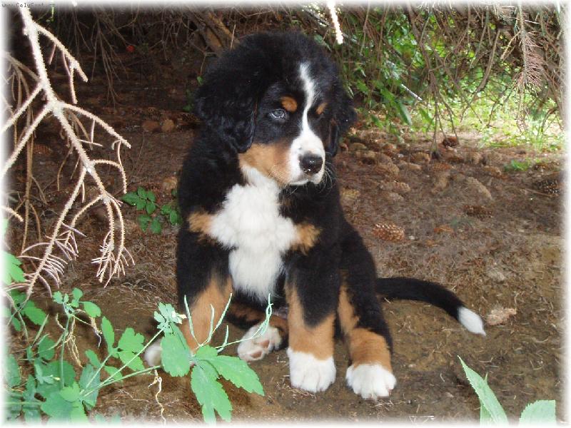 Foto: Amadeus-9-ti t�denn� miminko :-\\)