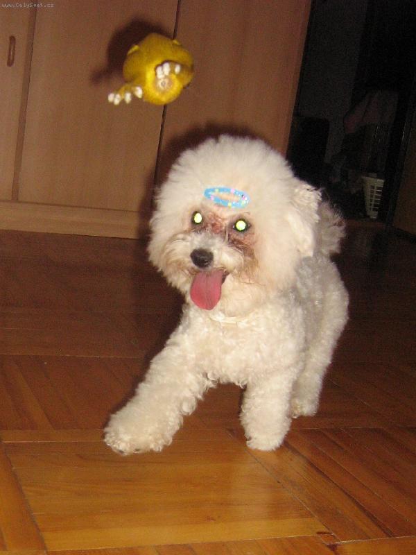 Foto: Gumov� slepice\\.\\.a l�t�\\?-Shereen