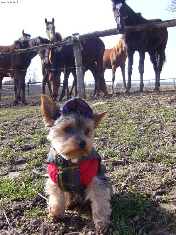 Foto: to sou ale velky zvirata!!