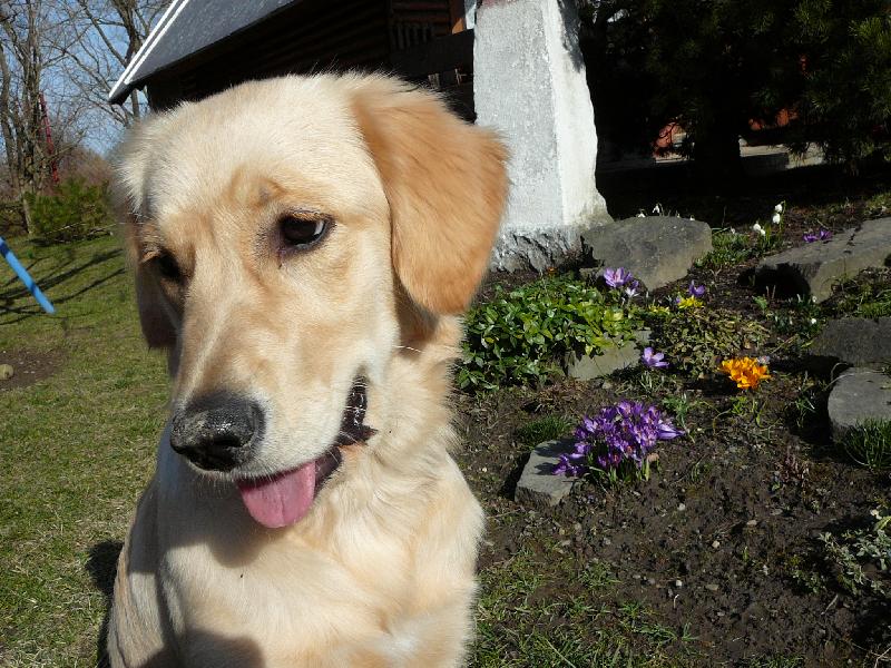 Foto: Meg-P�kn� jaro p�eje Meg