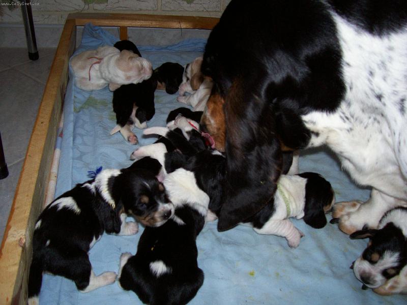 Foto: baset� rodinka