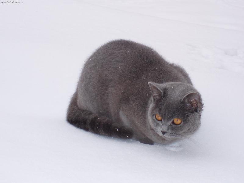 Foto: Max-Max na sn�hu