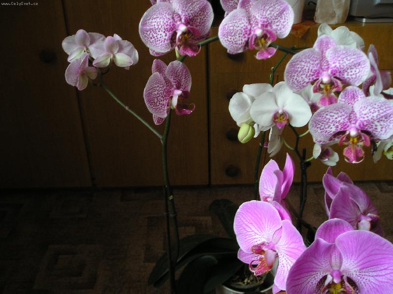 Foto: SM�S fAL.-Fal.