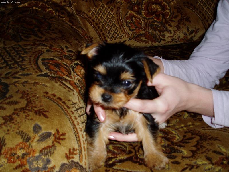 Foto: CHERRY-na�e mal� Cherry