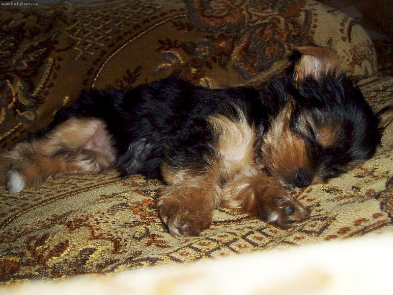 Foto: CHERRY-na�e u� v�t�� Cherry