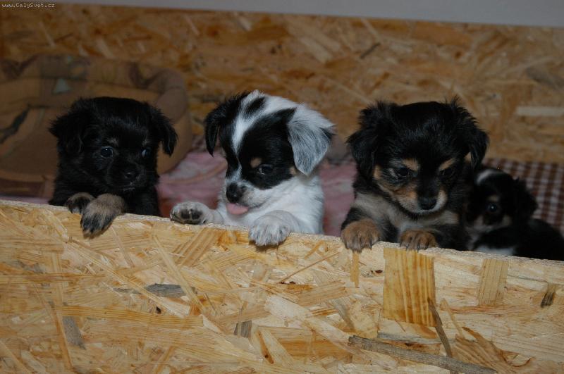 Foto: Bessinky �t���tka