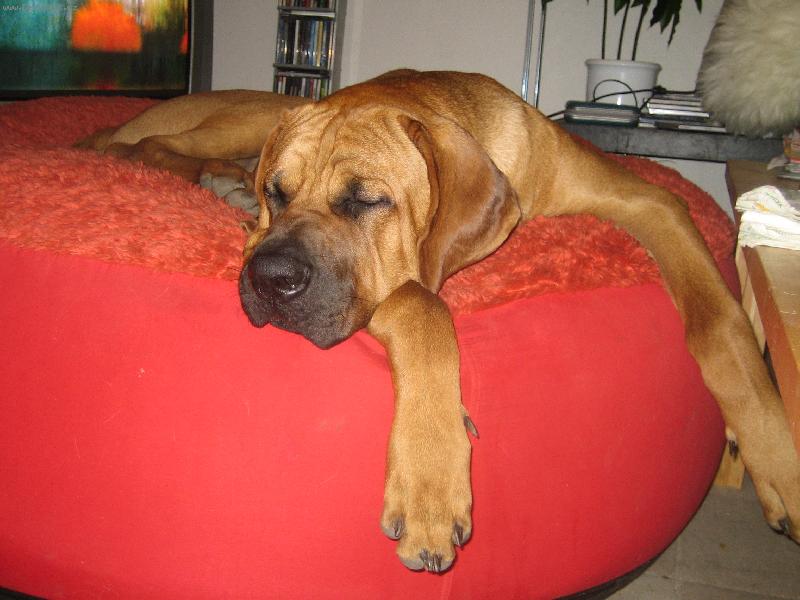 Foto: Akebono Taik�