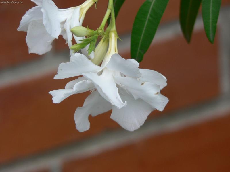 Foto: b�l� plnokv�t�