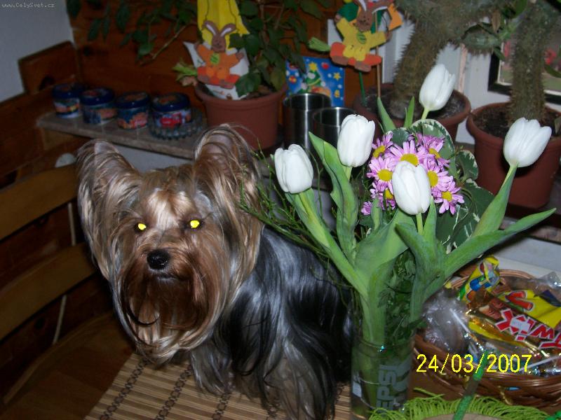 Foto: Bessy-www.jork-bessy.estranky.cz