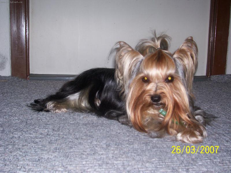 Foto: Bessy-www.jork-bessy.estranky.cz