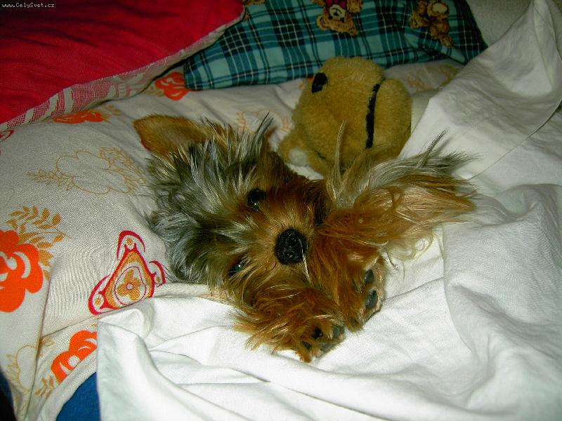 Foto: M�j mazl��ek Oliver :-))